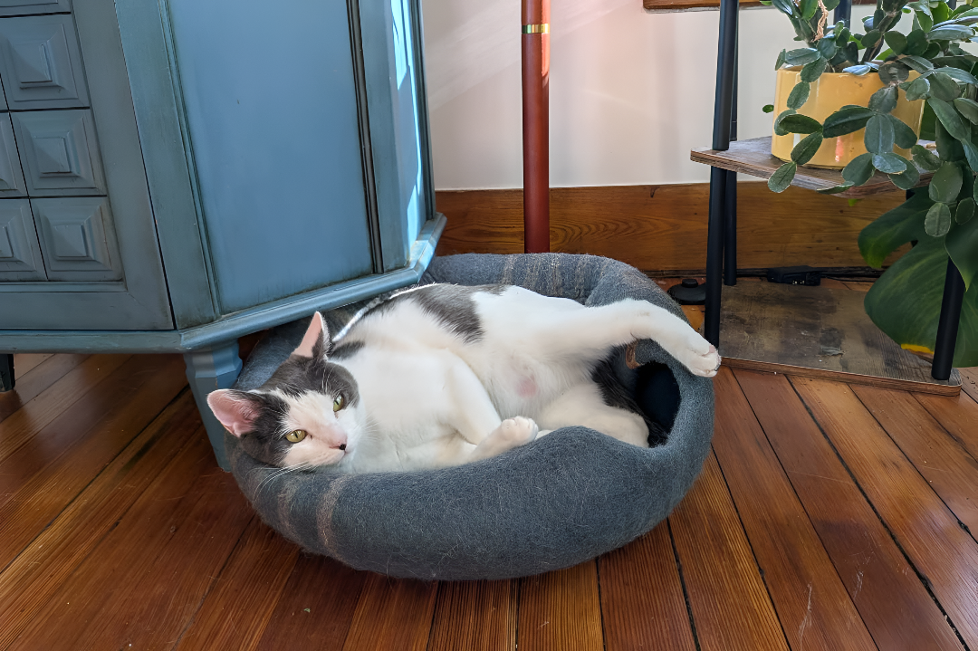 Choosing the Perfect Bed for Your Pet