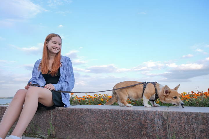How to Choose the Right Leash and Harness