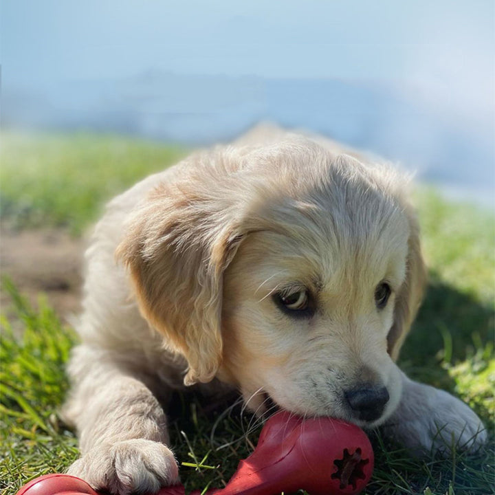 Bite-Resistant Rubber Pet Chew Toy