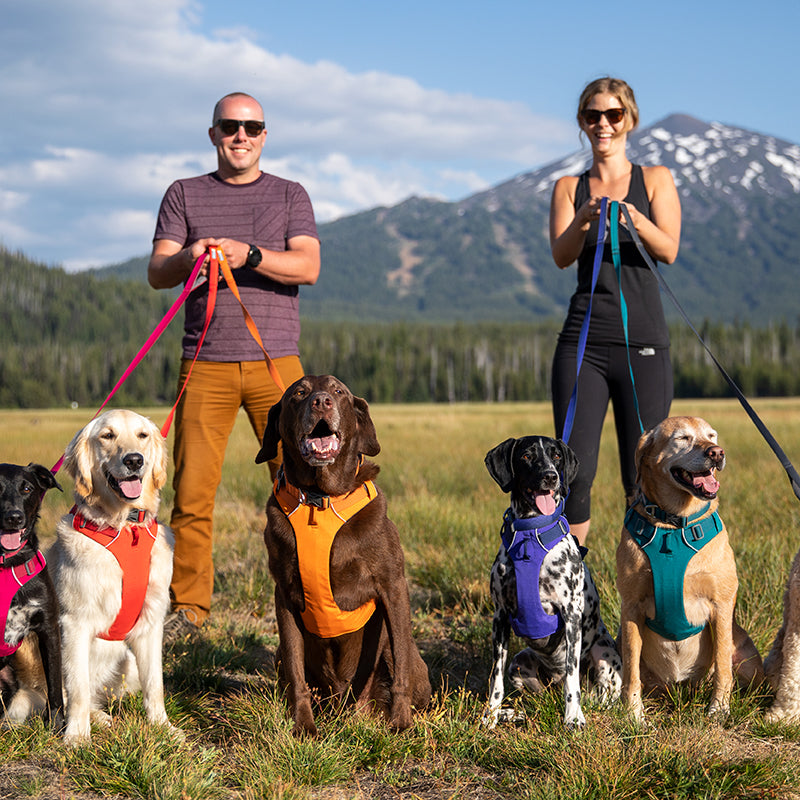 Adjustable Pet Chest And Back Leash