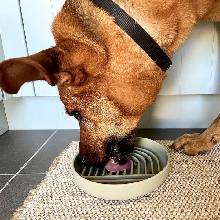 Fashionable Simple Slow-Feeding Pet Bowl